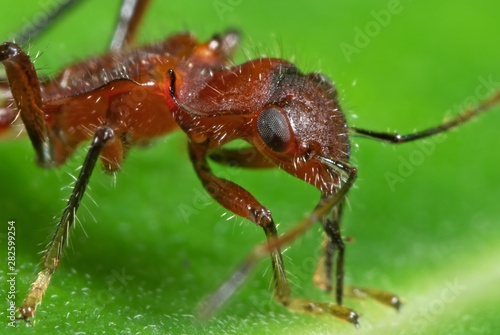 Macro Photo of Assassin Bug on Green Leaf © backiris