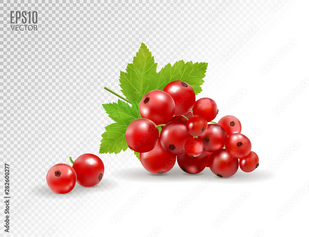 Red currant. Realistic vector illustration of berries on transparent background. 3d