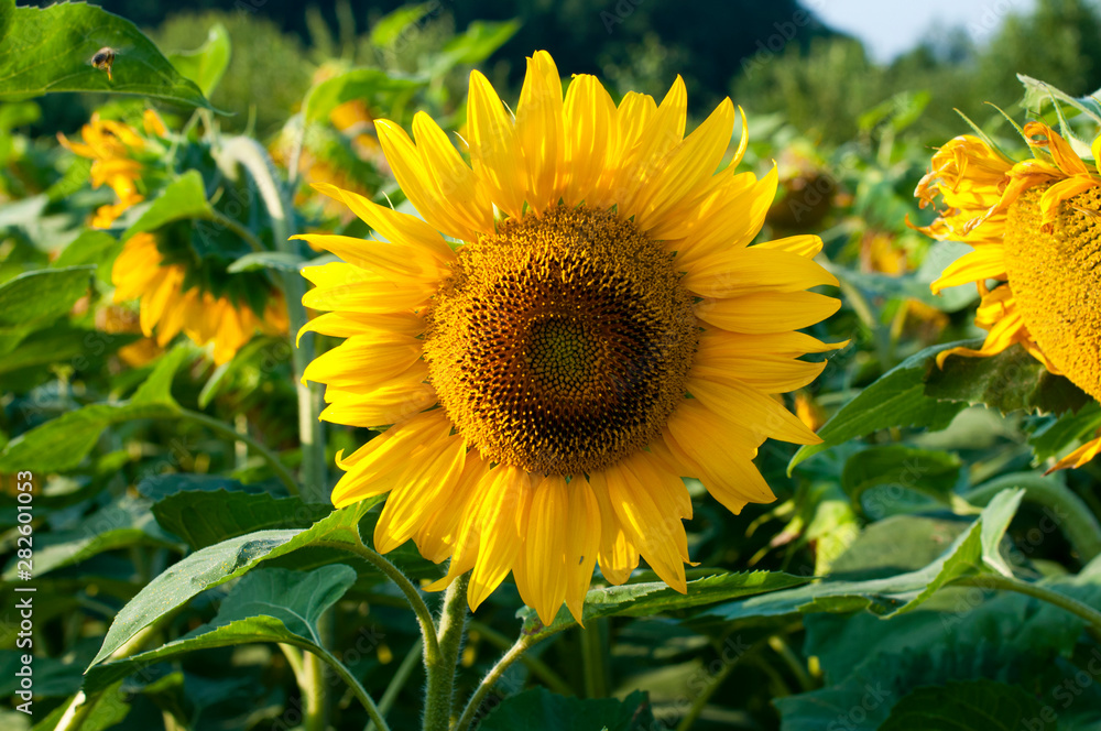 Fototapeta premium bright sunflowers on a large field on a sunny day