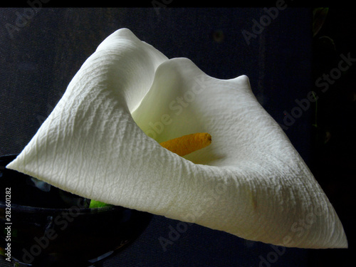 white kallas flower, close-up, pronounced petal texture photo