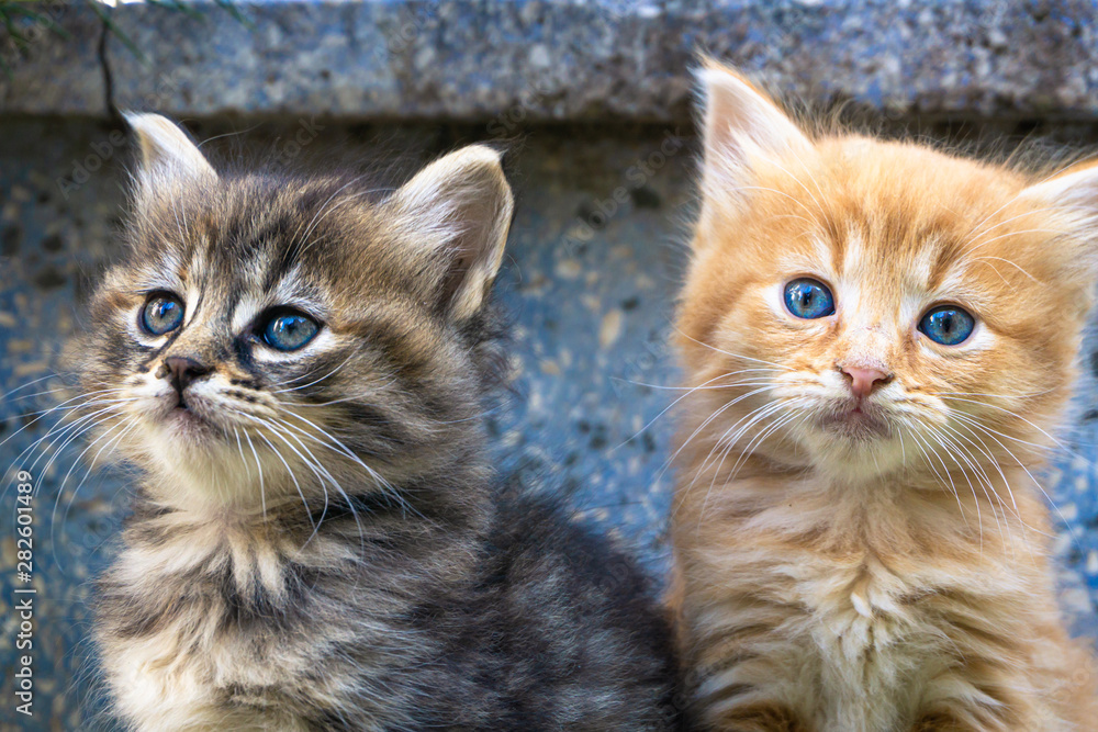 Cute small kittens with blue eyes. Portrait of tabby cats. Street cat and lifestyle concept. Red cat looking the camera.