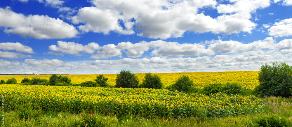 Panoramic view on sunflower field with cloudly sky