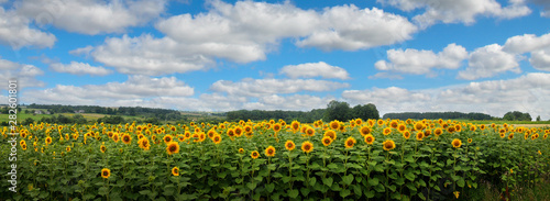 Panoramic view on sunflower field with cloudly sky