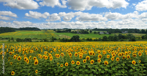 Panoramic view on sunflower field with cloudly sky