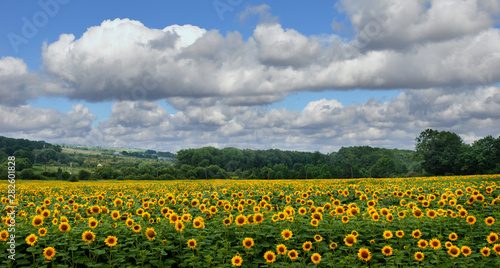 Panoramic view on sunflower field with cloudly sky
