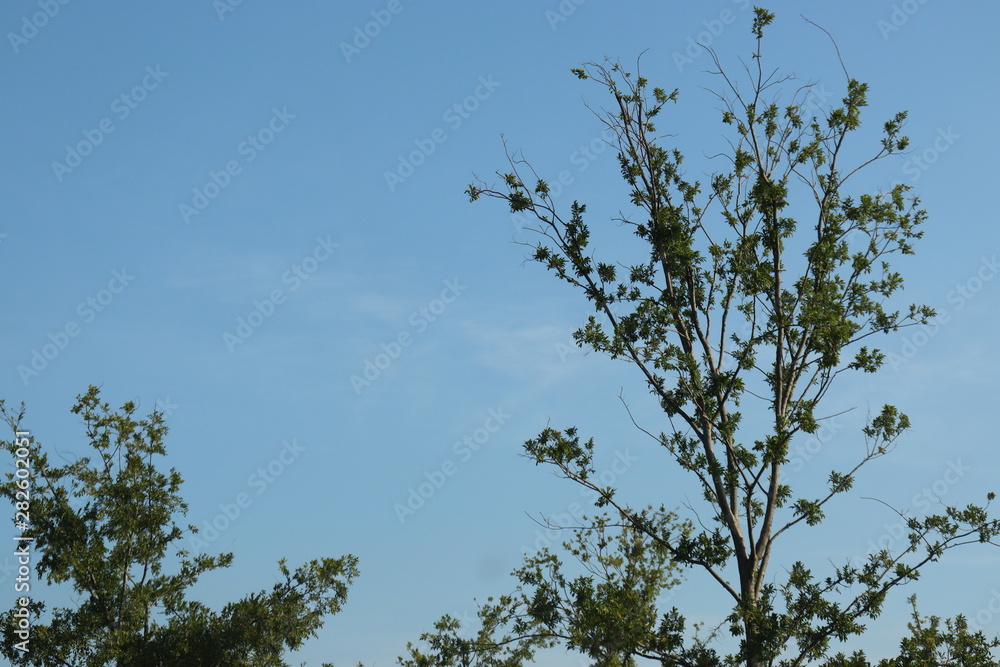 green leaves branch tree , background and textured green leaves branch tree , background and textured