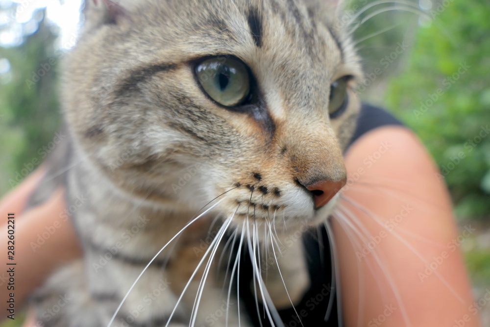 Katze Gesicht nah Katze Gesicht nah