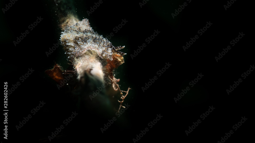 Obraz premium Fotografia subaquea a trieste