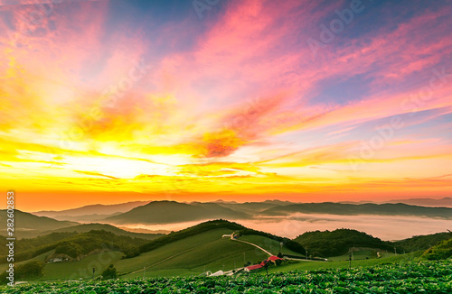 A landscape view of beautiful sunrise and sea of clouds at Anbandeogi of Gangneung in the Alpine cabbage field  South Korea.