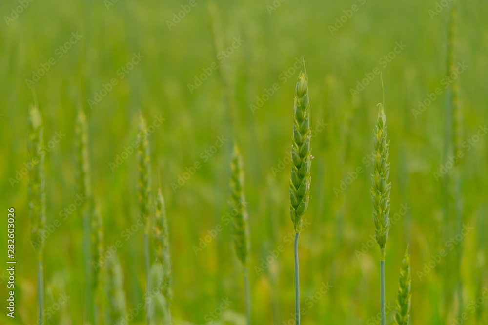 field, ears of wheat swaying in the wind, a warm summer day, wheat, rye, oats field, ears of wheat swaying in the wind, a warm summer day, wheat, rye, oats