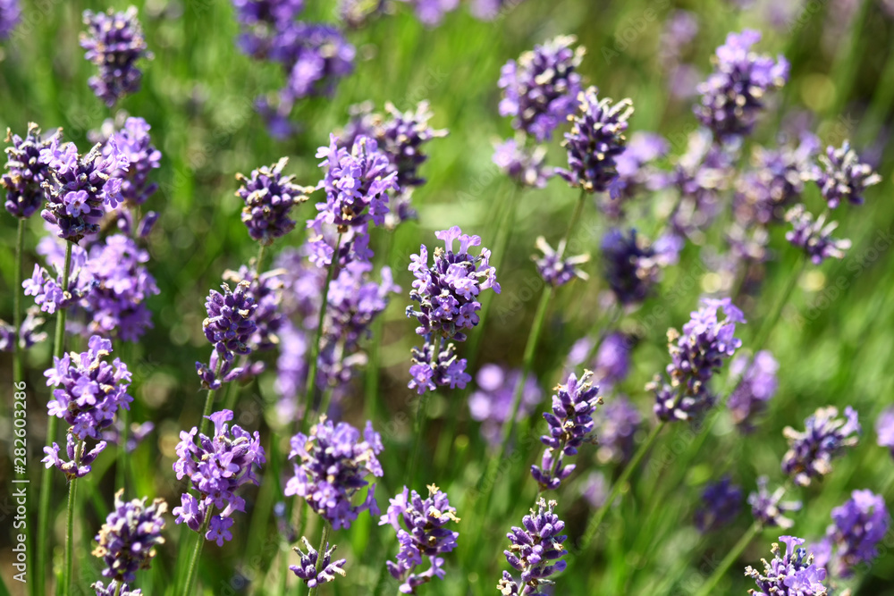 Lavender Lavender