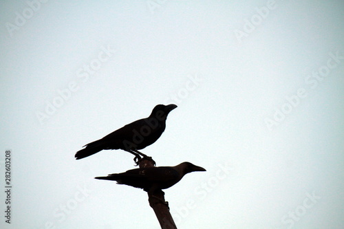 crow in flight