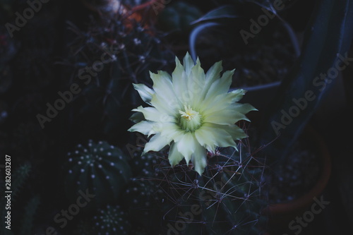 Colourful Cactus flower plant nature flowers, Nature background and space for text
