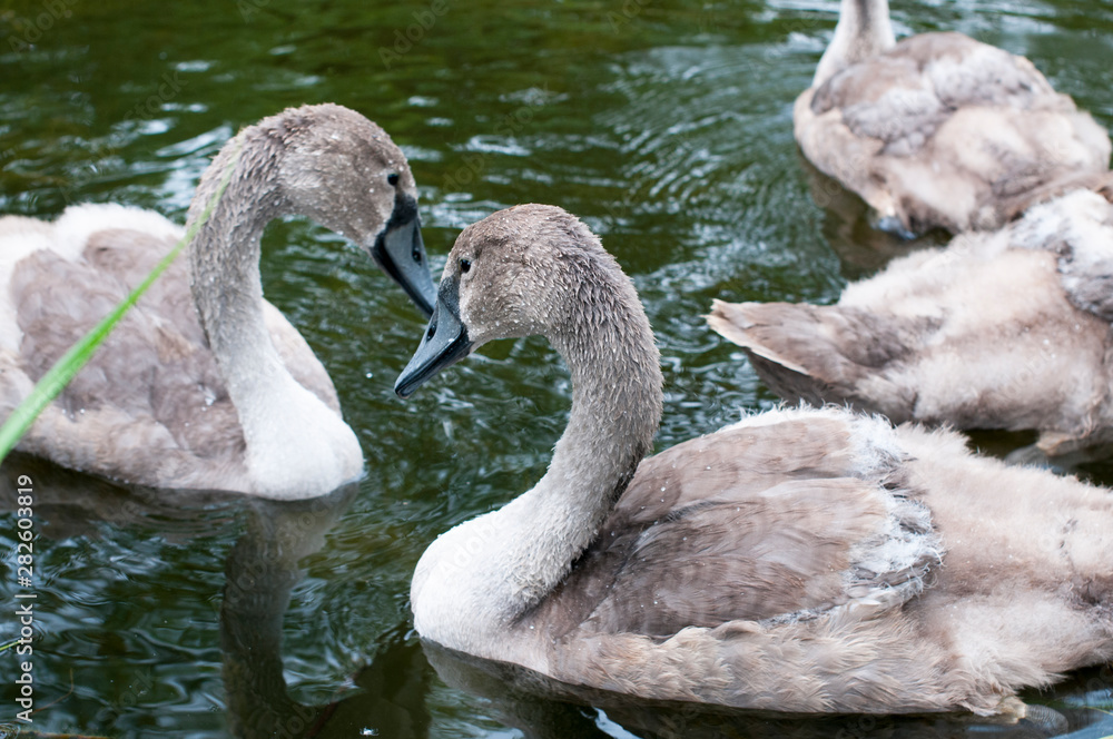 Fototapeta premium white swans with a flock of small swans on a forest lake