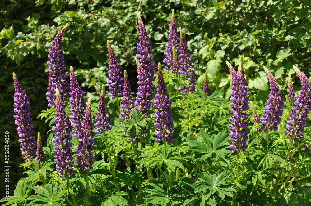 Lupinen Lupinen
