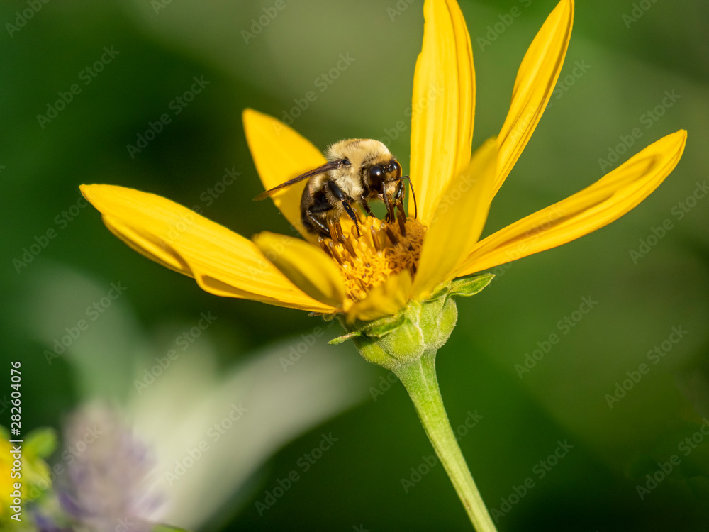 Bumblebee in garden Bumblebee in garden