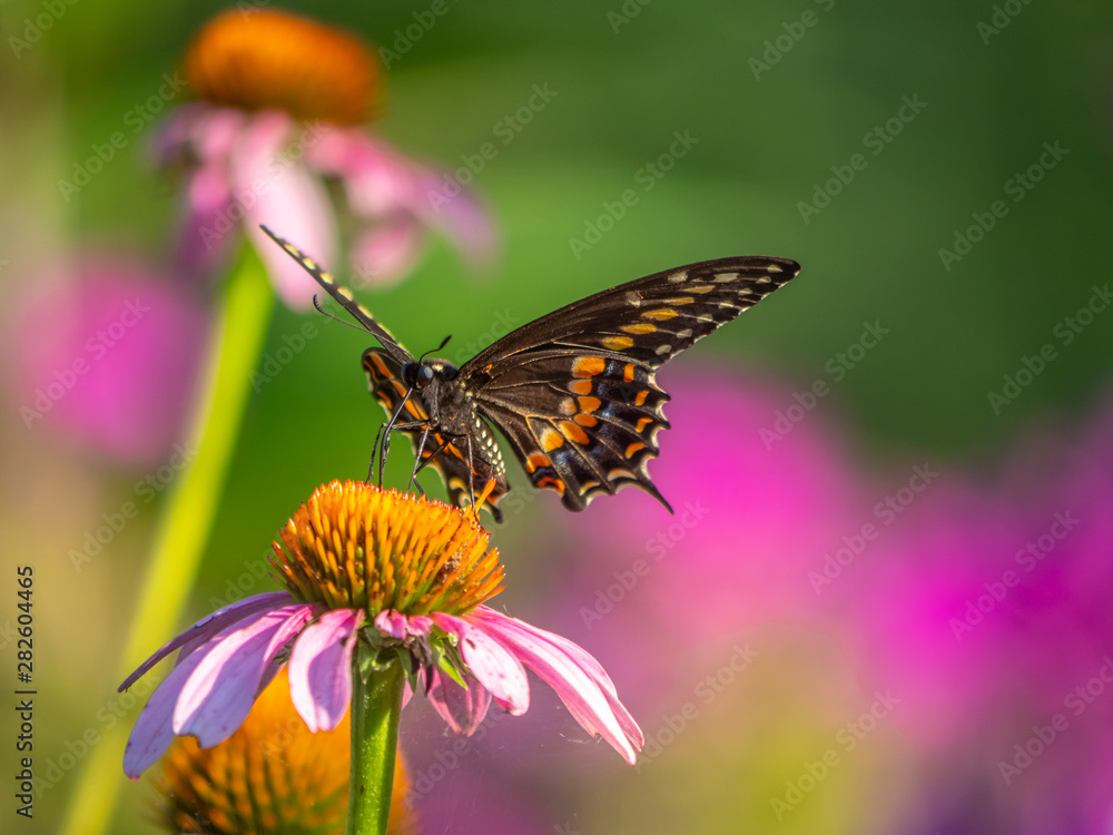 Naklejka premium Black swallowtail butterfly in summer