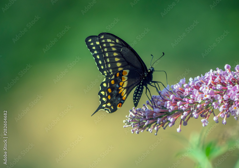 Fototapeta premium Black swallowtail butterfly in summer