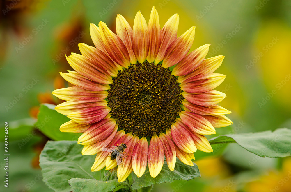 Obraz premium Close-up of a sunflower with a bee on one of its red and yellow petals in a garden in summer