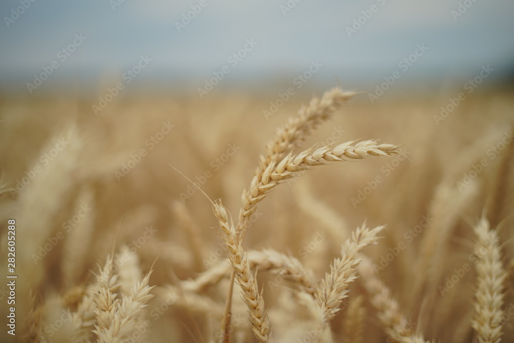 Fototapeta premium Wheat field