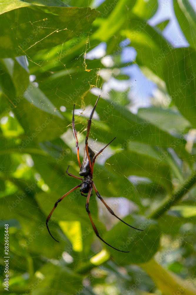 Red-legged golden orb-weaver spider (Nephila inaurata madagascariensis) on Praslin, Seychelles. Red-legged golden orb-weaver spider (Nephila inaurata madagascariensis) on Praslin, Seychelles.