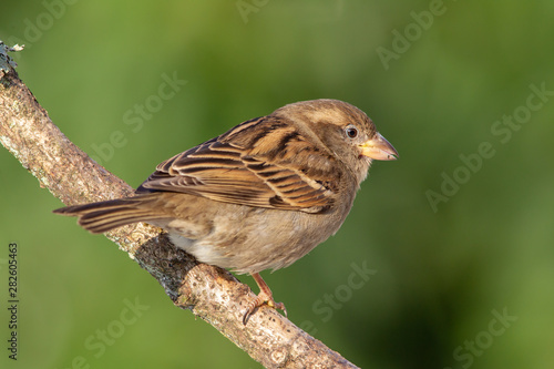 Female House Sparrow (Passer domesticus) sitting on a branch in the garden.
