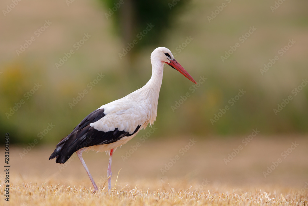 White Stork (Ciconia ciconia) searching for food on a stubble field near Frankfurt, Germany. White Stork (Ciconia ciconia) searching for food on a stubble field near Frankfurt, Germany.