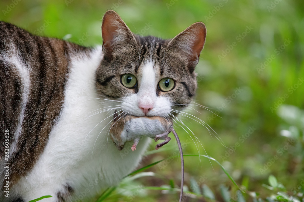 Cat with a caught mouse in its mouth. Cat with a caught mouse in its mouth.