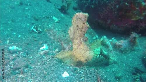 Schaukelfisch