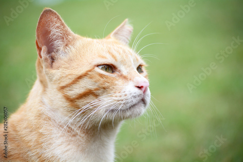 Yellow cat closeup portrait with green background