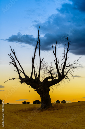 Obraz na plátně Árbol indefenso ante el cambio climático
