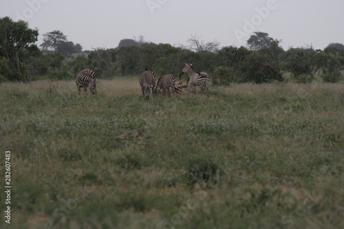 Fototapeta Naklejka Na Ścianę i Meble -  Alcuni scatti del parco nazionale zavo est in kenya 