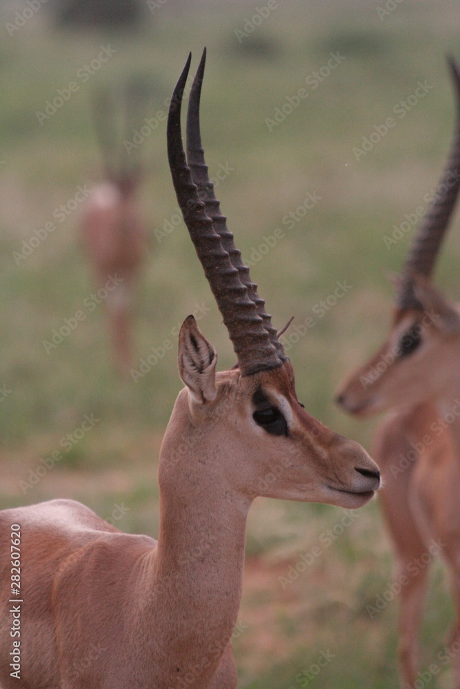Alcuni scatti del parco nazionale zavo est in kenya Alcuni scatti del parco nazionale zavo est in kenya