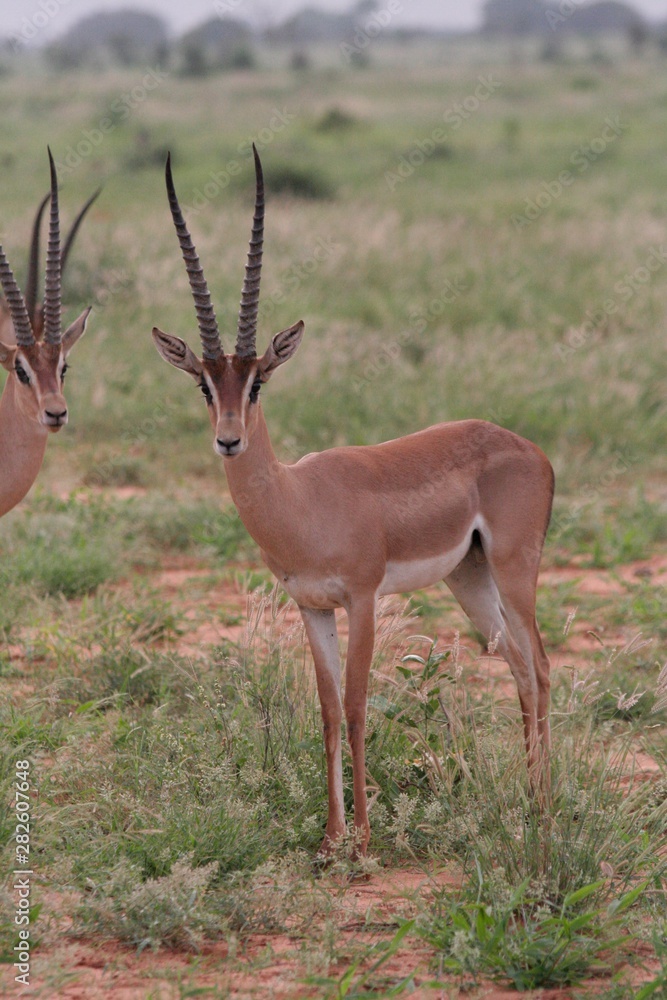 Naklejka premium Alcuni scatti del parco nazionale zavo est in kenya