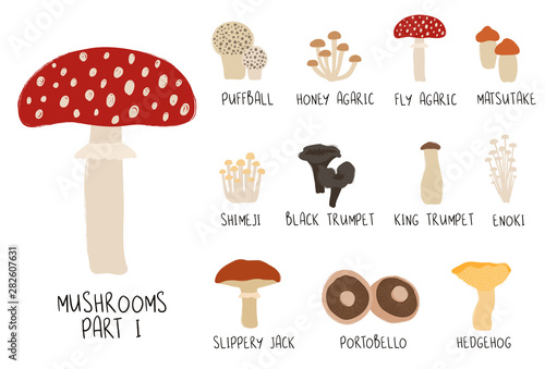 Collection Or Colorful Isolated Mushrooms.