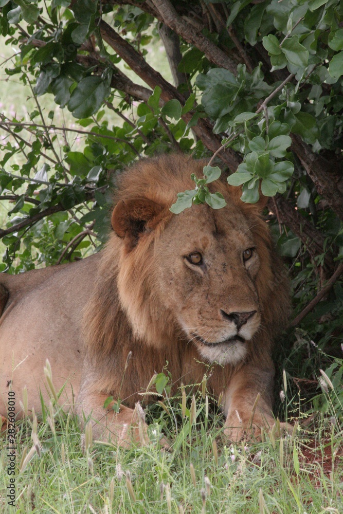 Alcuni scatti del parco nazionale zavo est in kenya Alcuni scatti del parco nazionale zavo est in kenya