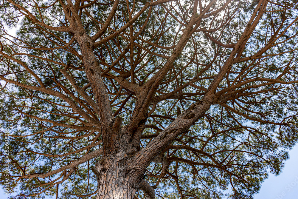 Italy, Capri, detail of a large pine tree. Italy, Capri, detail of a large pine tree.