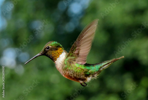 hummingbird in flight © ErinMorgan