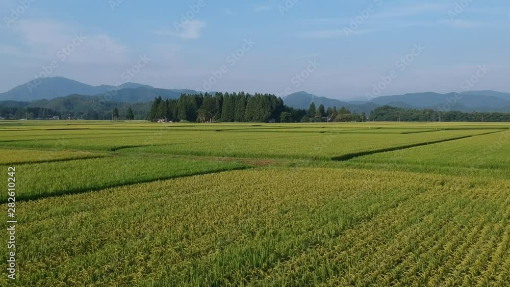 日本の田園風景 8月 空撮 農業イメージ 日本の田園風景 8月 空撮 農業イメージ