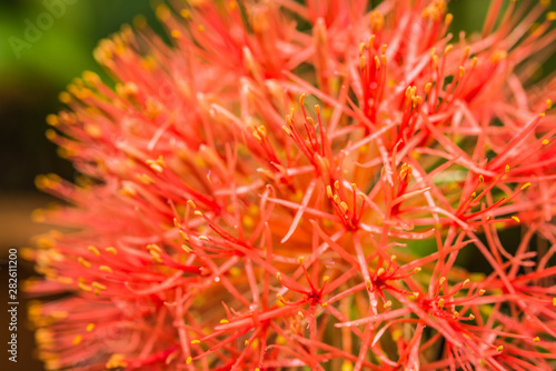 Flowering of wonderful flower is in the botanical garden of Thailand.