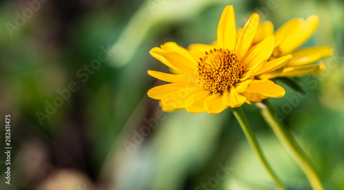 The field flowers are in environmental conditions.