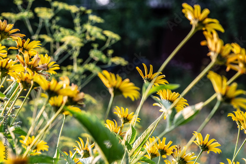The field flowers are in environmental conditions.