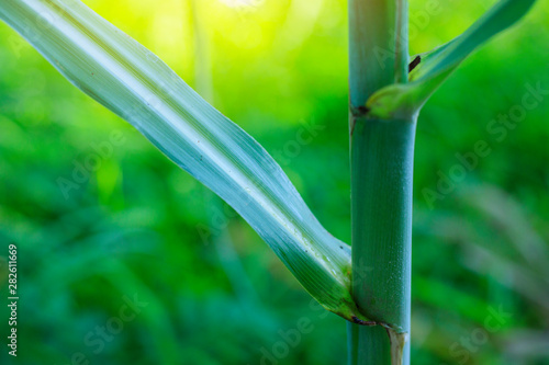 Fototapeta Naklejka Na Ścianę i Meble -  fresh sugarcane,Sugarcane plantations,