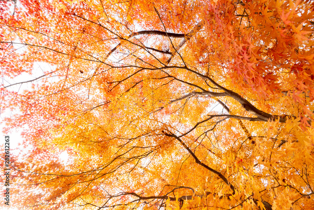 maple leaves on background of blue sky