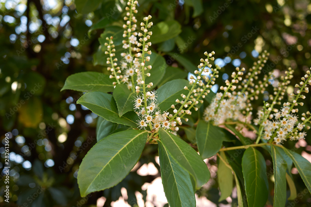 Prunus laurocerasus