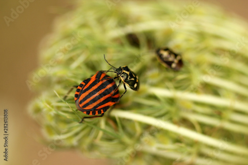 the discussion between two bugs