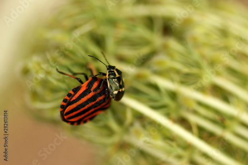 the discussion between two bugs