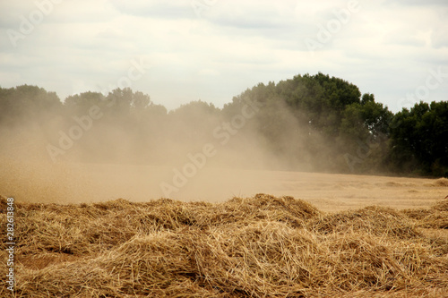 dust in a wheat field