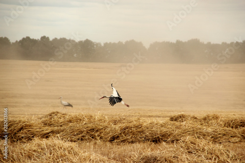 crane lunch on a wheat field