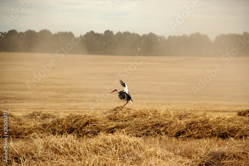 crane lunch on a wheat field